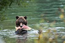 Grizzly bear feeding on Sockeye salmon