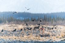 Coyote, Raven, Bald eagle feeding on Caribou carcass