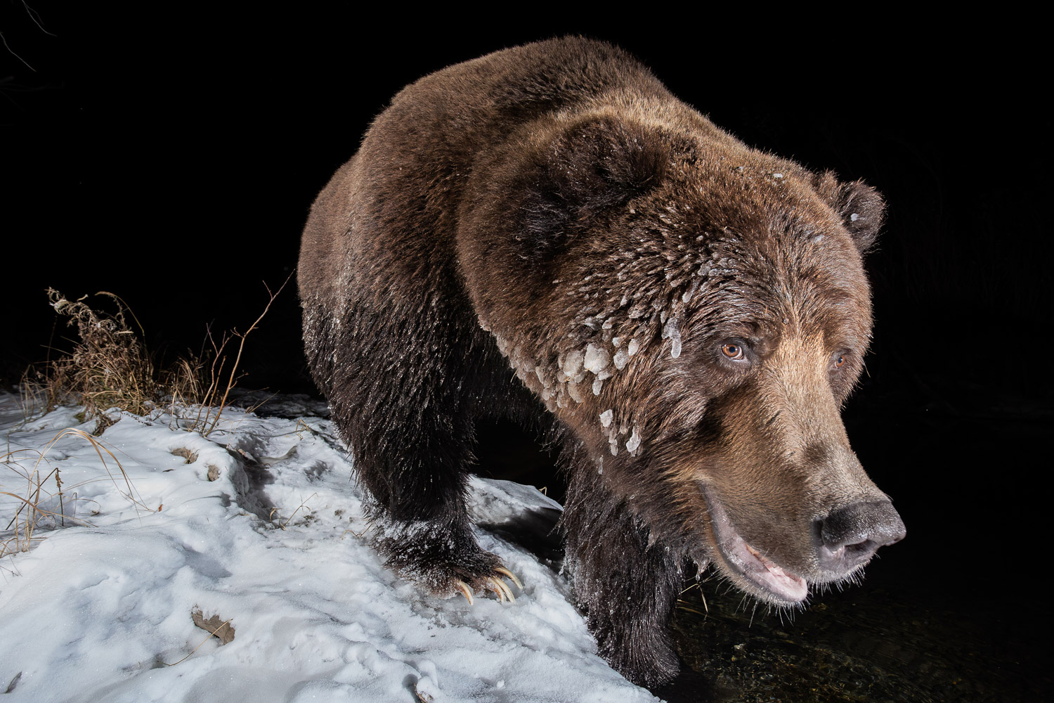 A large grizzly with some ice on his bear