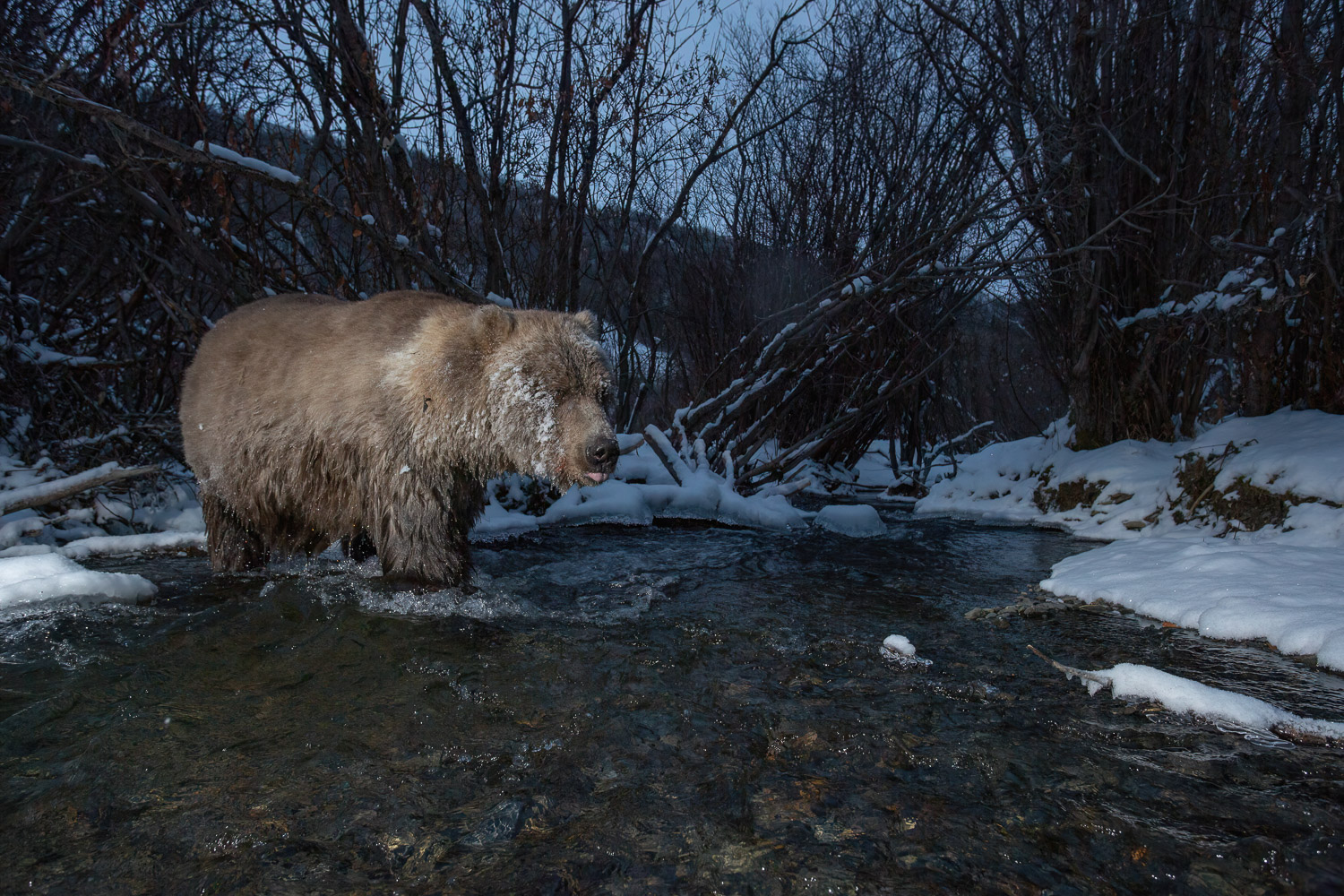 A grizzly bear during the blue hour with his fur covered with ice