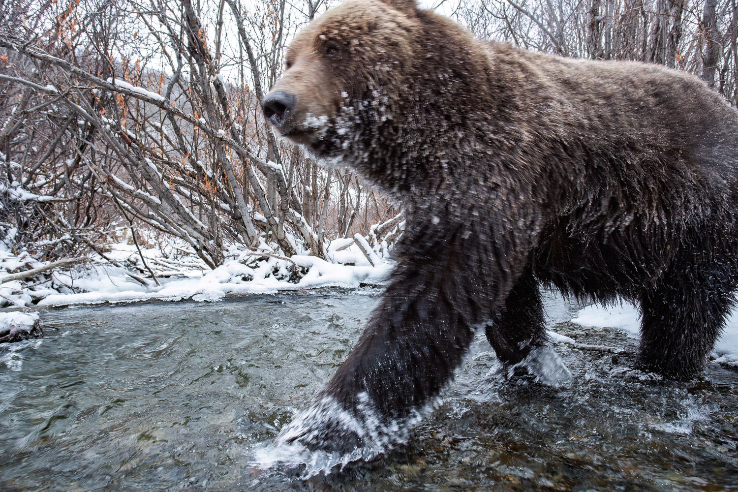 A large grizzly walk in a creek