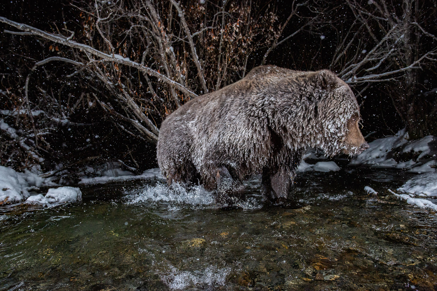 A large grizzly bear at night with his fur covered with icycle