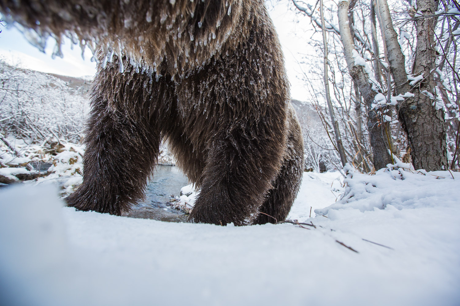 Large grizzly bear frozen beard