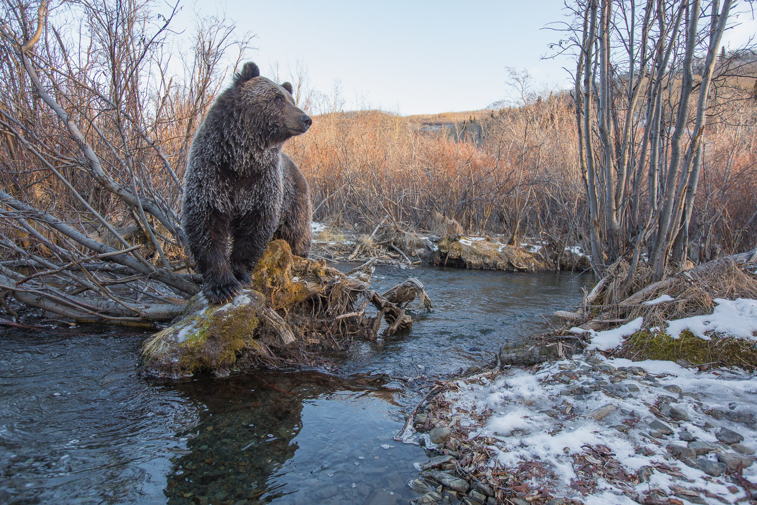 A bear stand up on a stump in a little creek