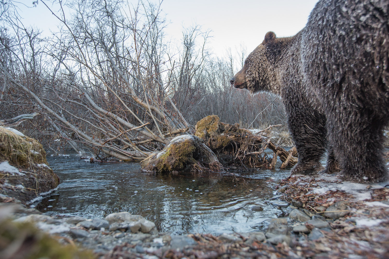 A large grizzly bear with his fur covered with icycle