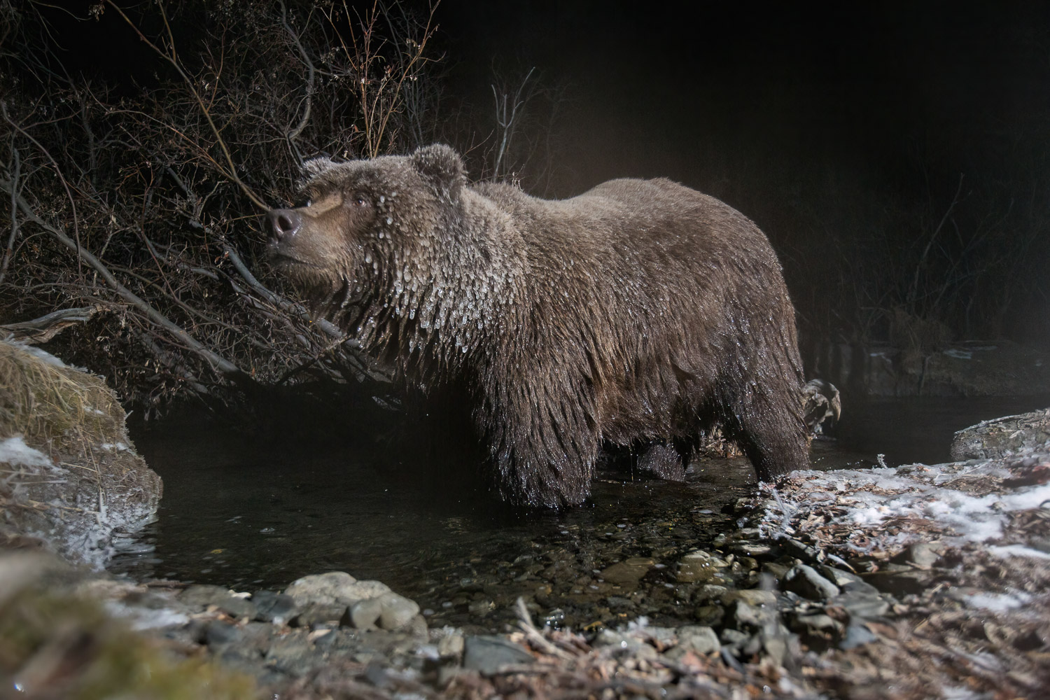 A large grizzly bear at night with his fur covered with icycle