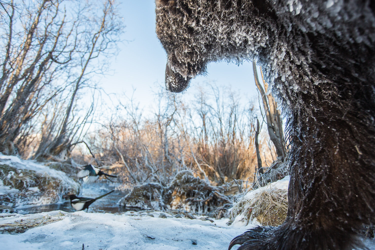 On a morning, a large frozen grizzly is passing next to my camera