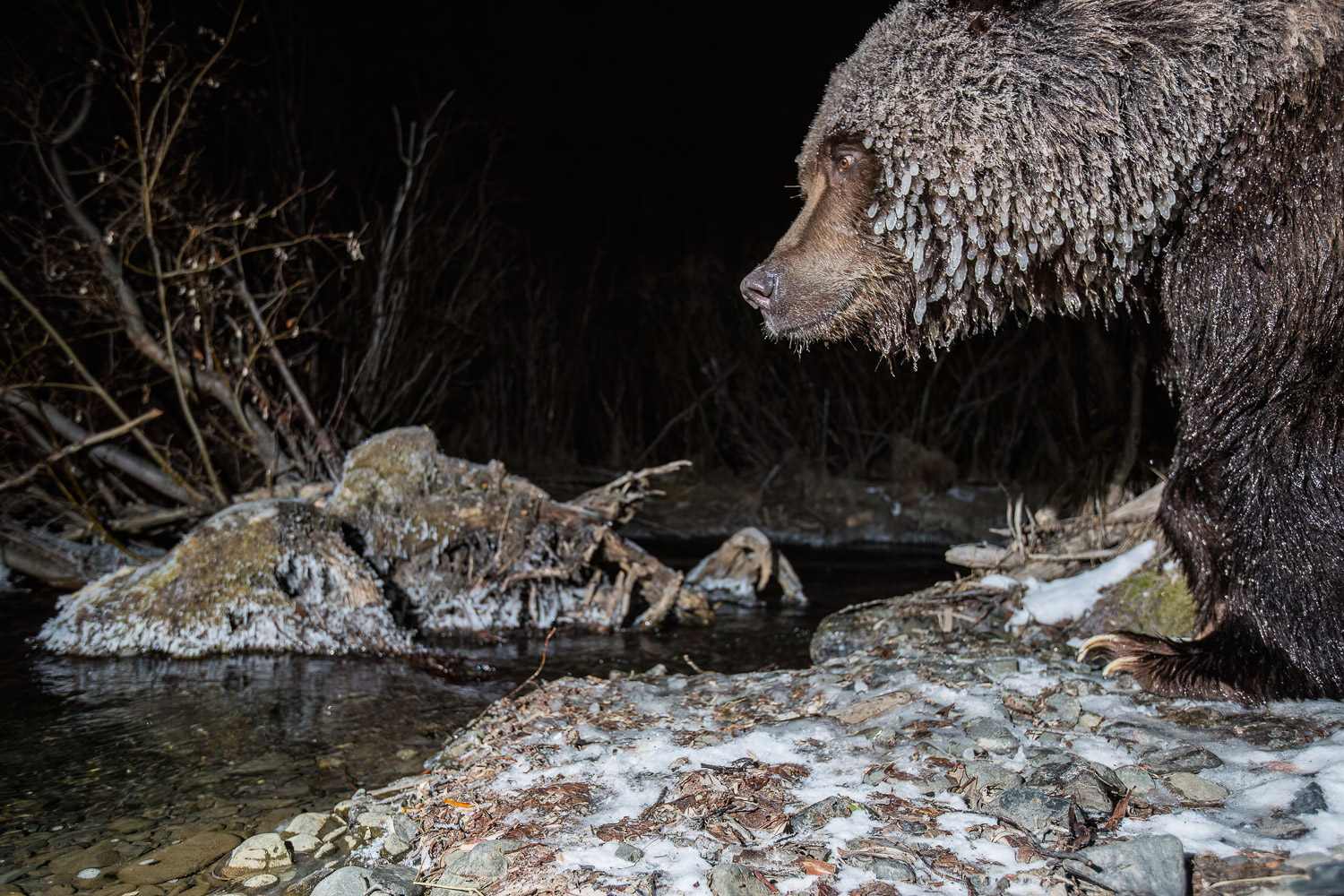 A large grizzly bear with his fur covered with icycle