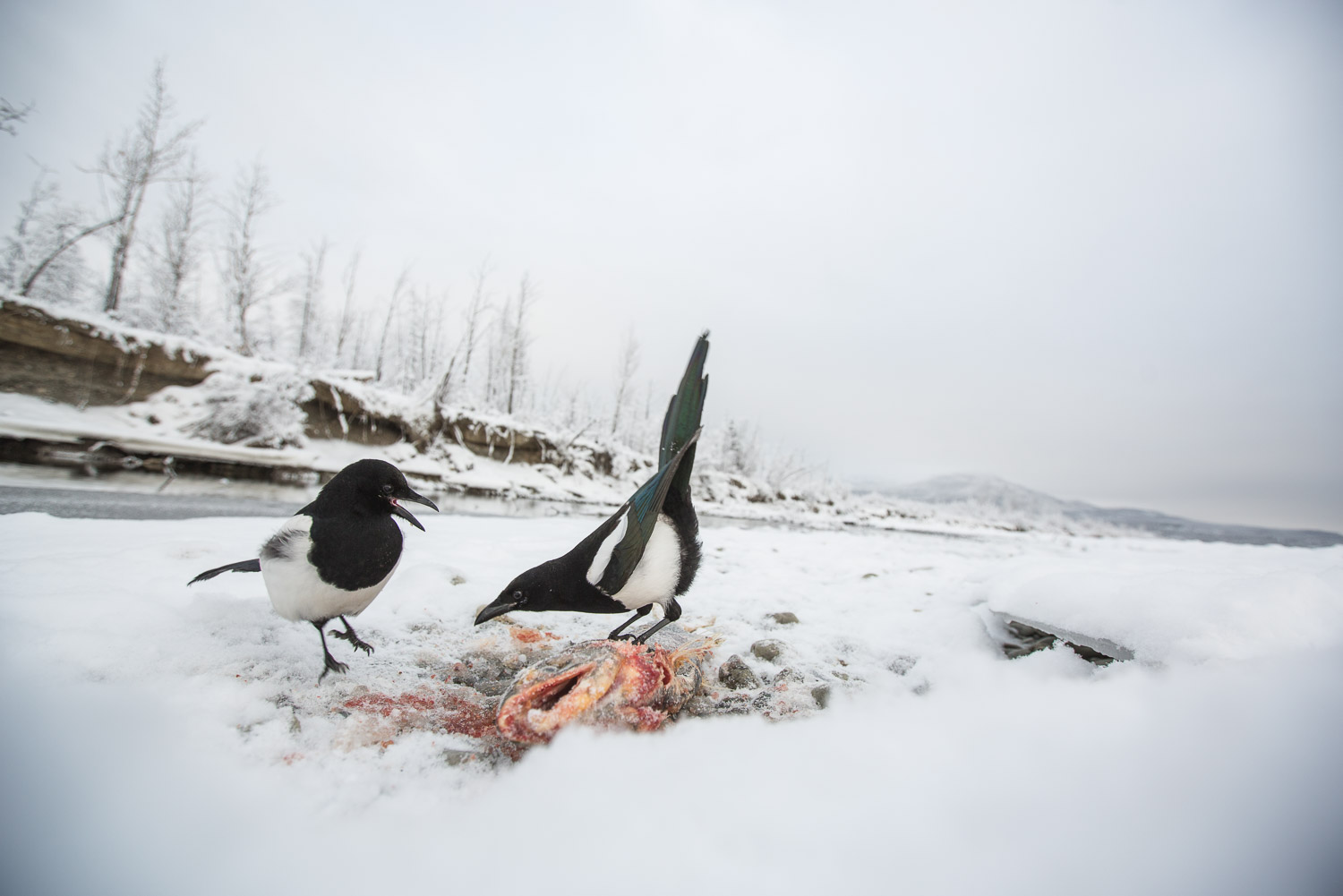 Two magpie fest on the left over salmon eaten by a bear