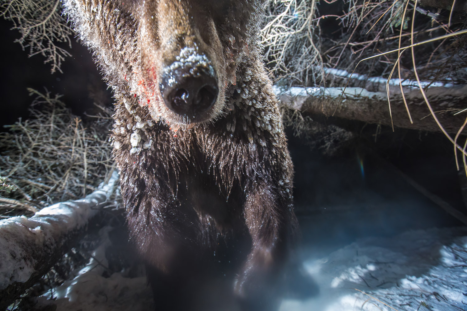 A curious grizzly bear cub is checking my camera trap