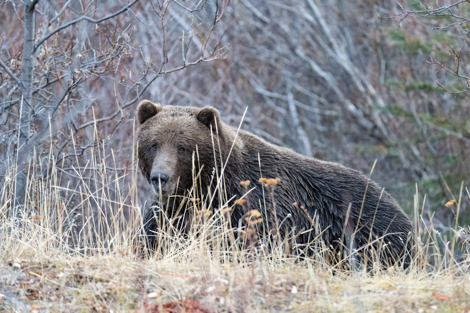 A grizzly is walking on a river bank