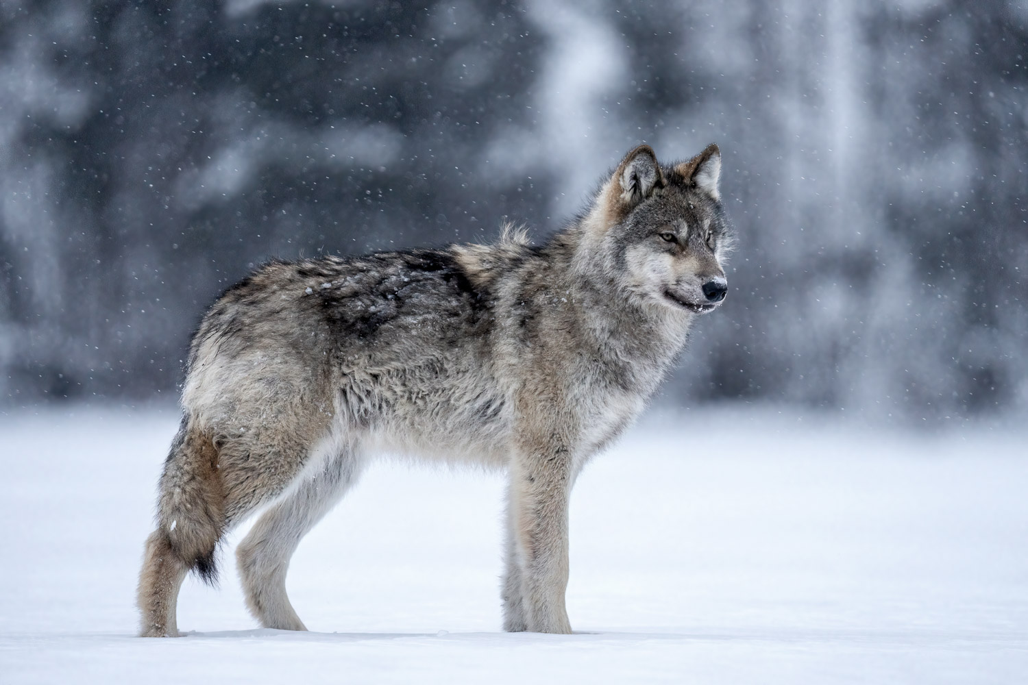 A grey wolf pup stand on a frozen lake