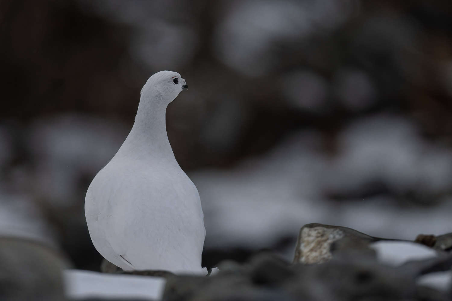 One of the numerous ptarmigan around. 