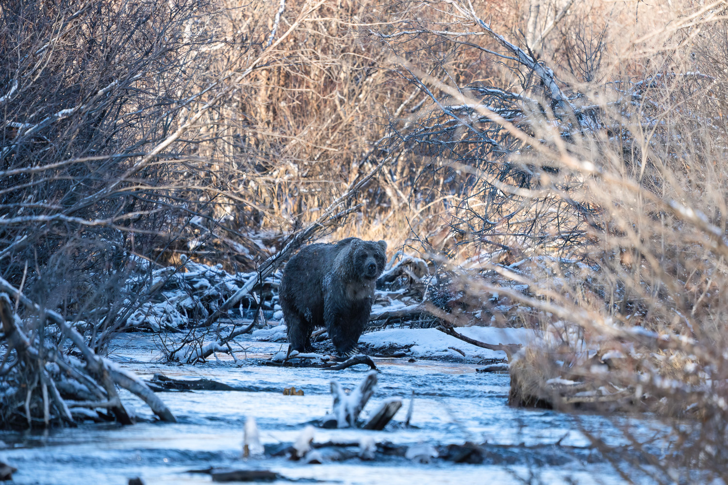 A not friendly looking grizzly is looking at me while going up stream