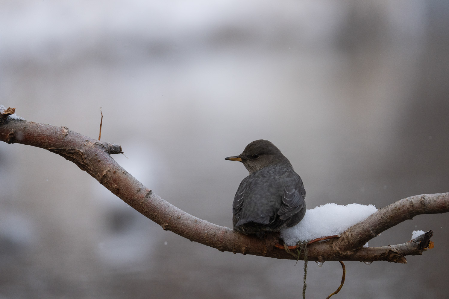 An American Dipper is resting on a branch