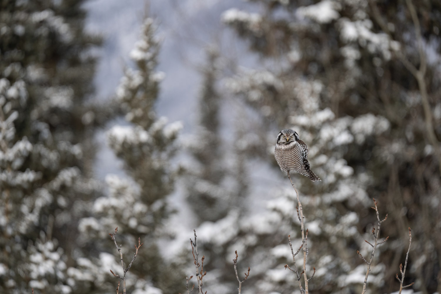 a northern hawk owl is perching on his tree top