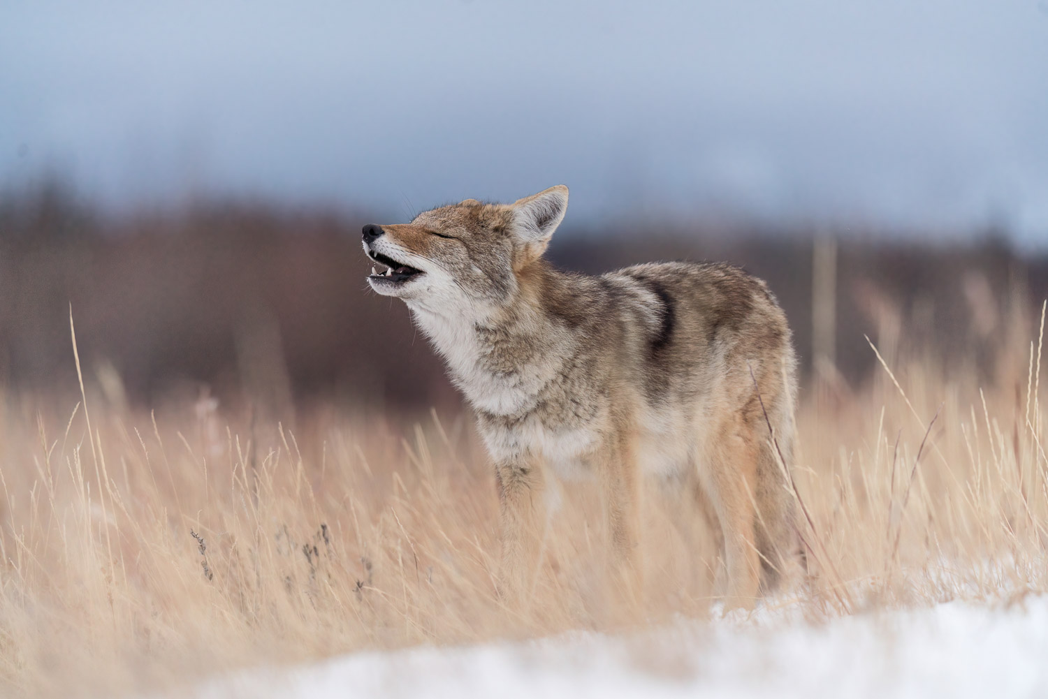 A coyote howl