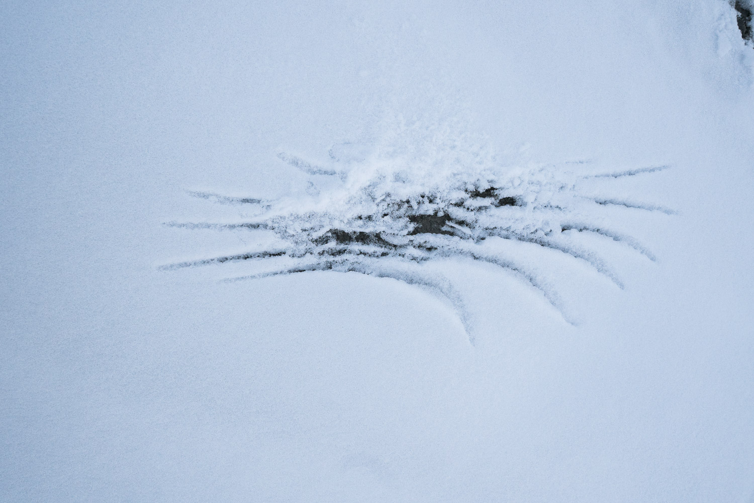 Crow wing print in the fresh snow