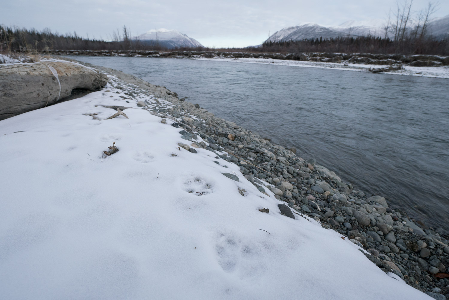 grey wolf footprint along the Kluane river