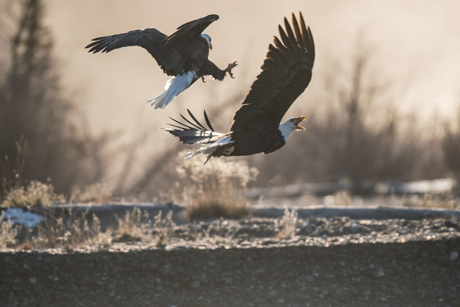 A couple of eagle fight mid air