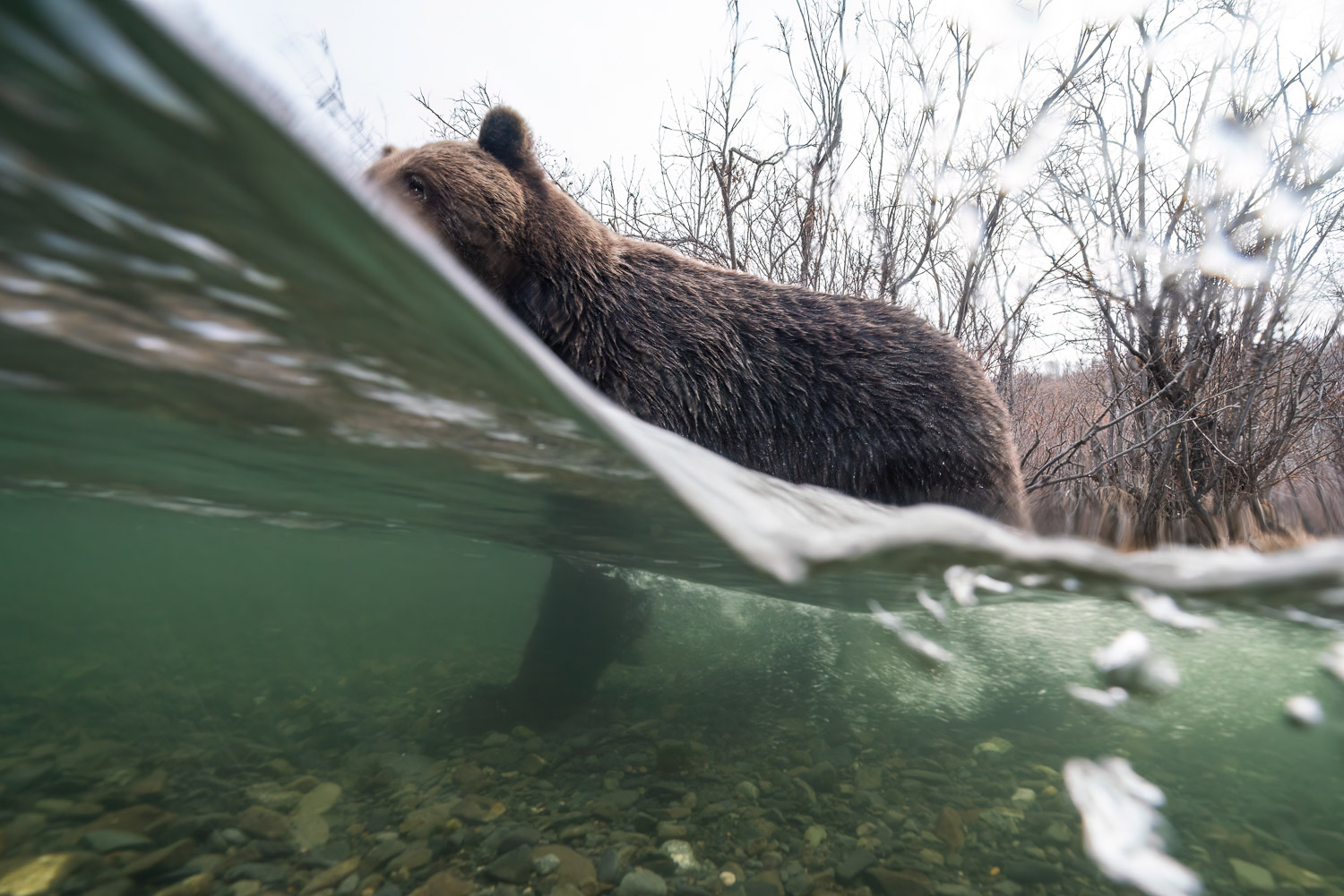 One of the numerous attempt at getting a split shot of a grizzly