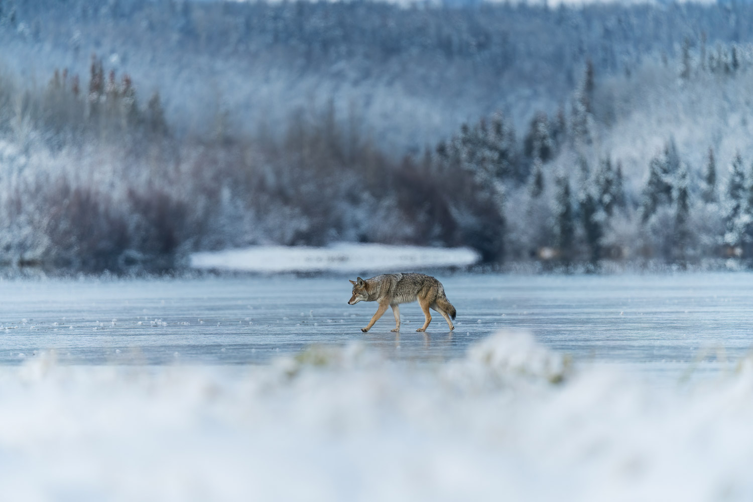 A coyote walk on a frozen lake