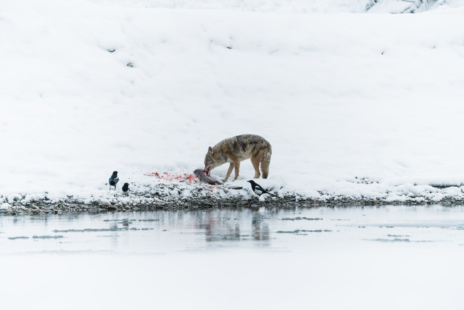 A coyote is eating a chum salmon after have struggle to pull it out