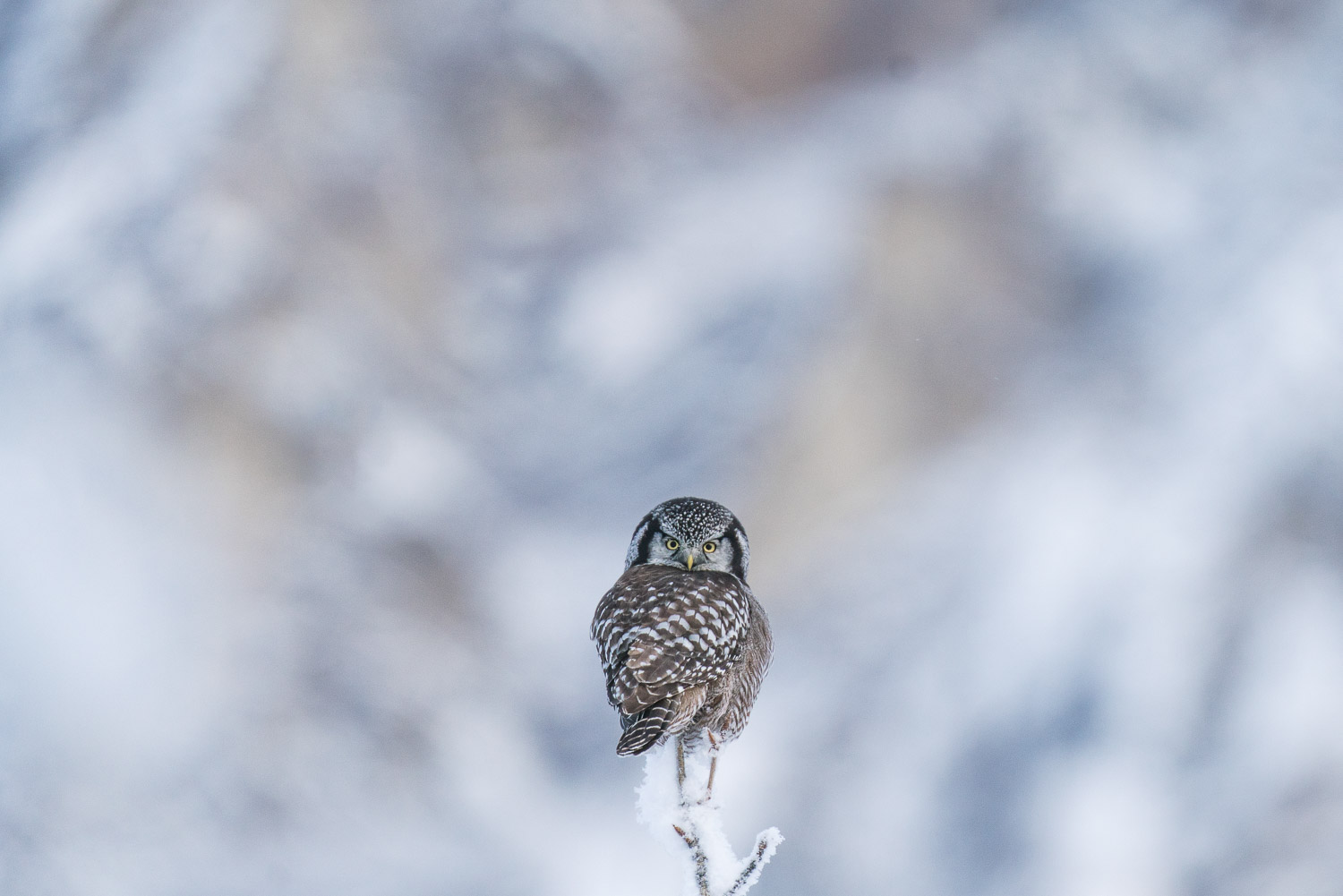 a northern hawk owl is perching on his tree top