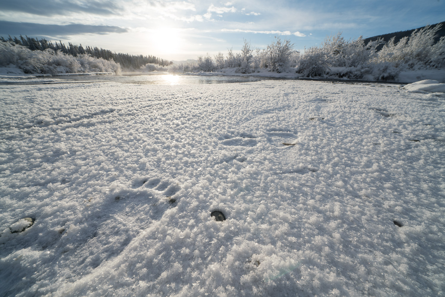 Grizzly bear foot print on a thin layer of fresh snow