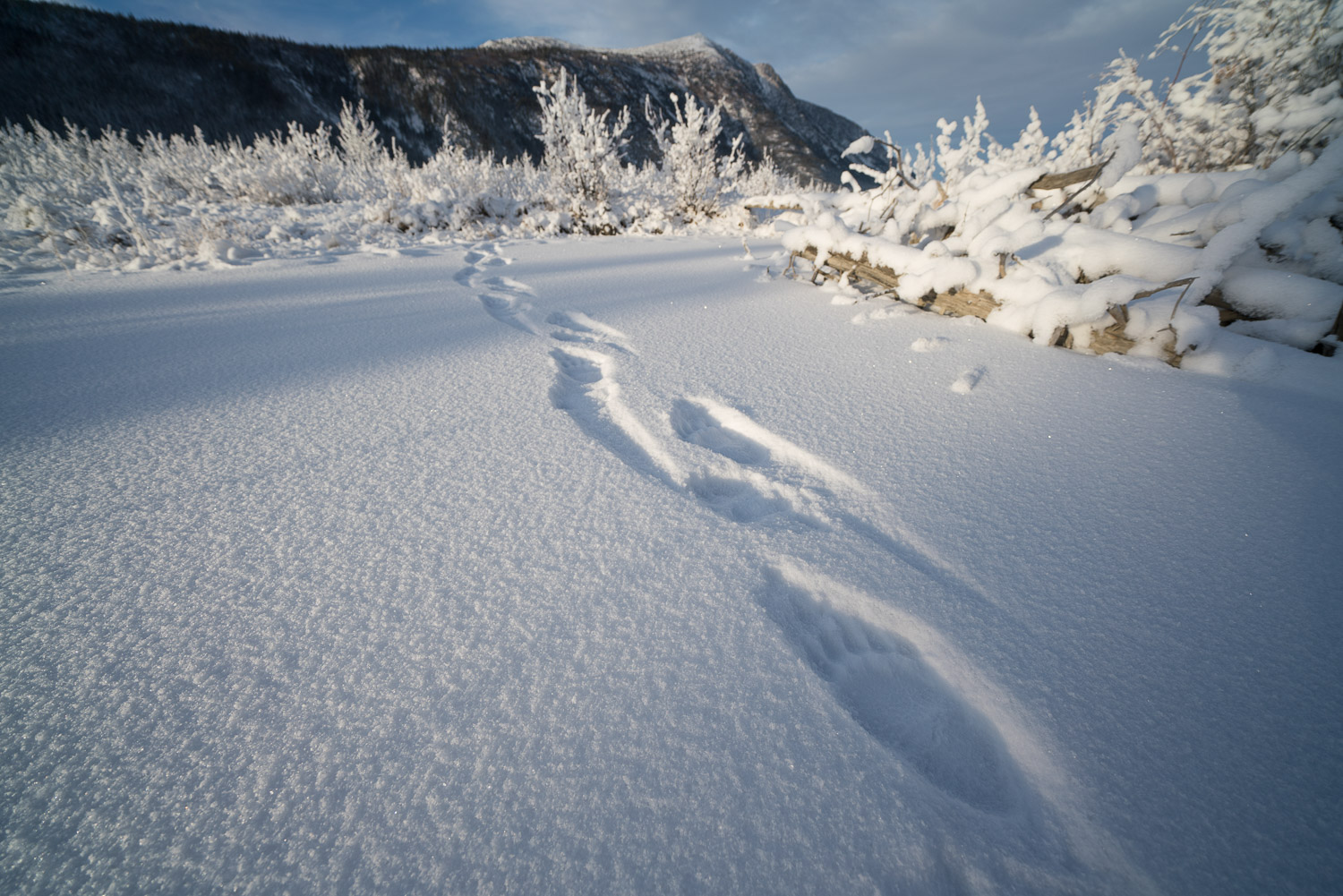 Grizzly bear foot print on a thin layer of fresh snow