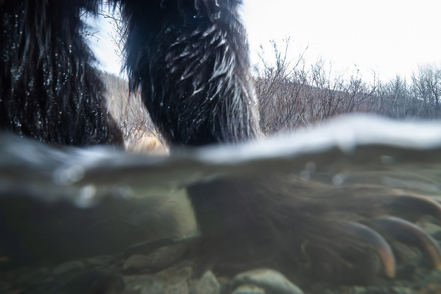 grizzly bear claws