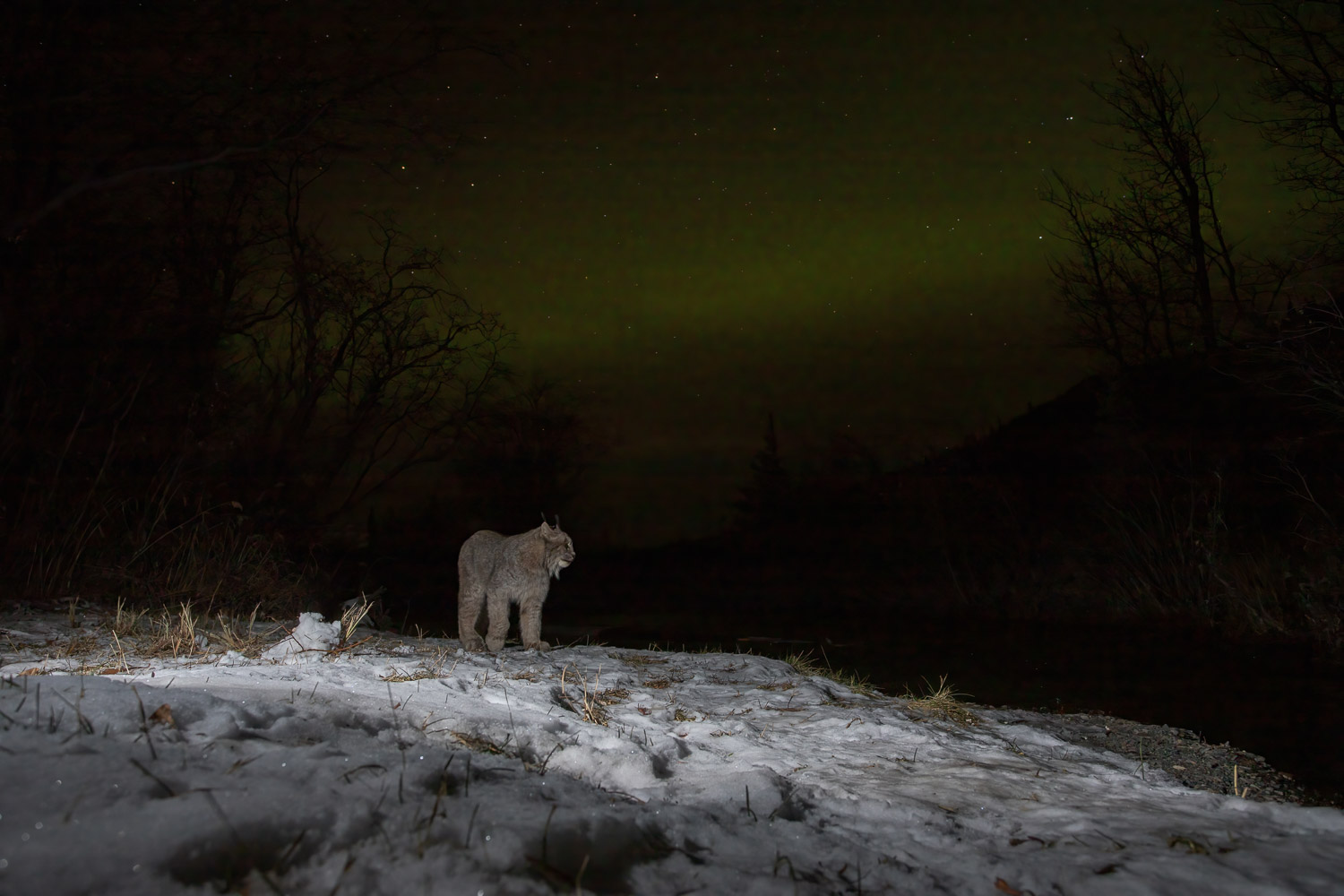 A canadian Lynx with a light aurora