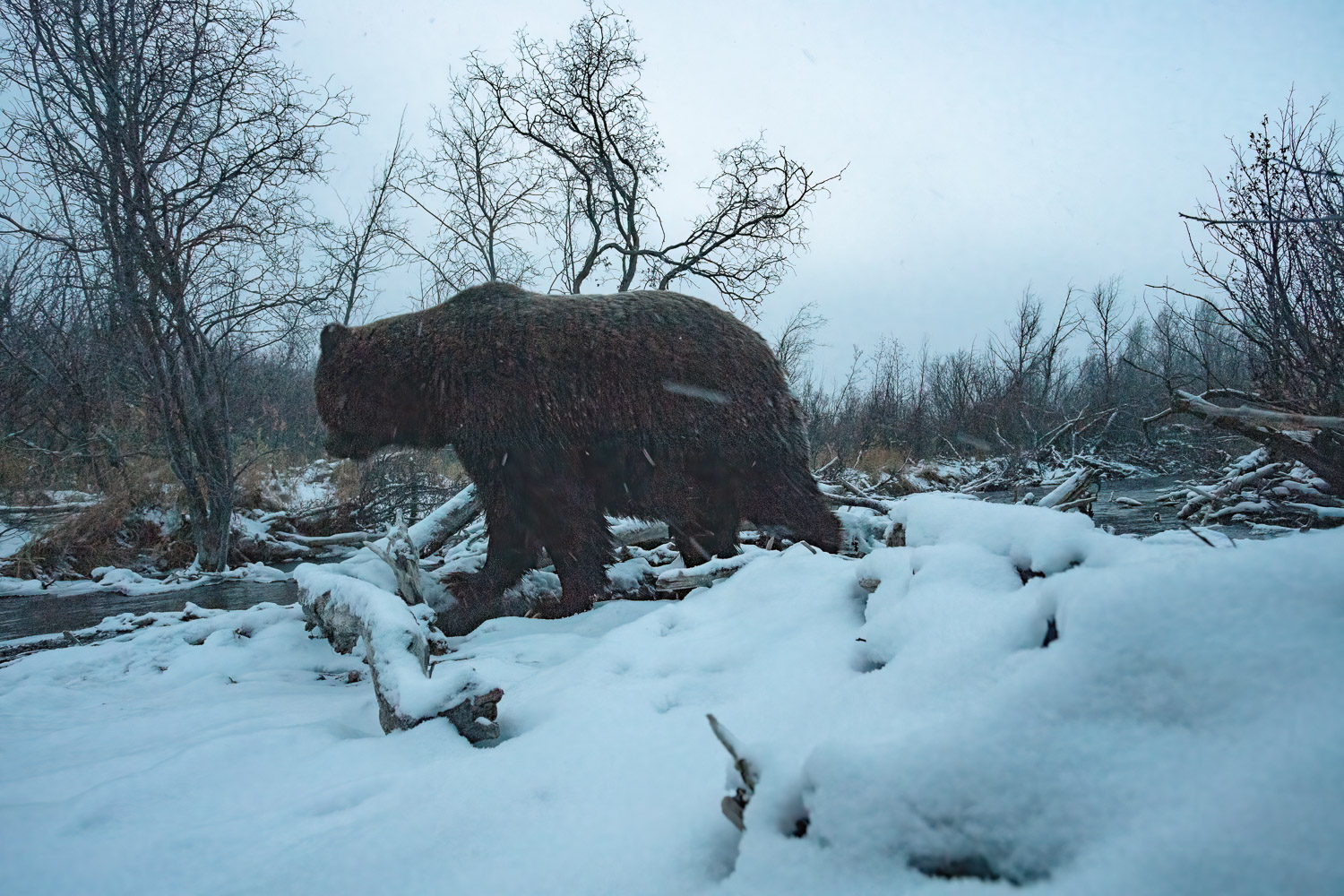 A grizzly bear is walking along a creek in winter