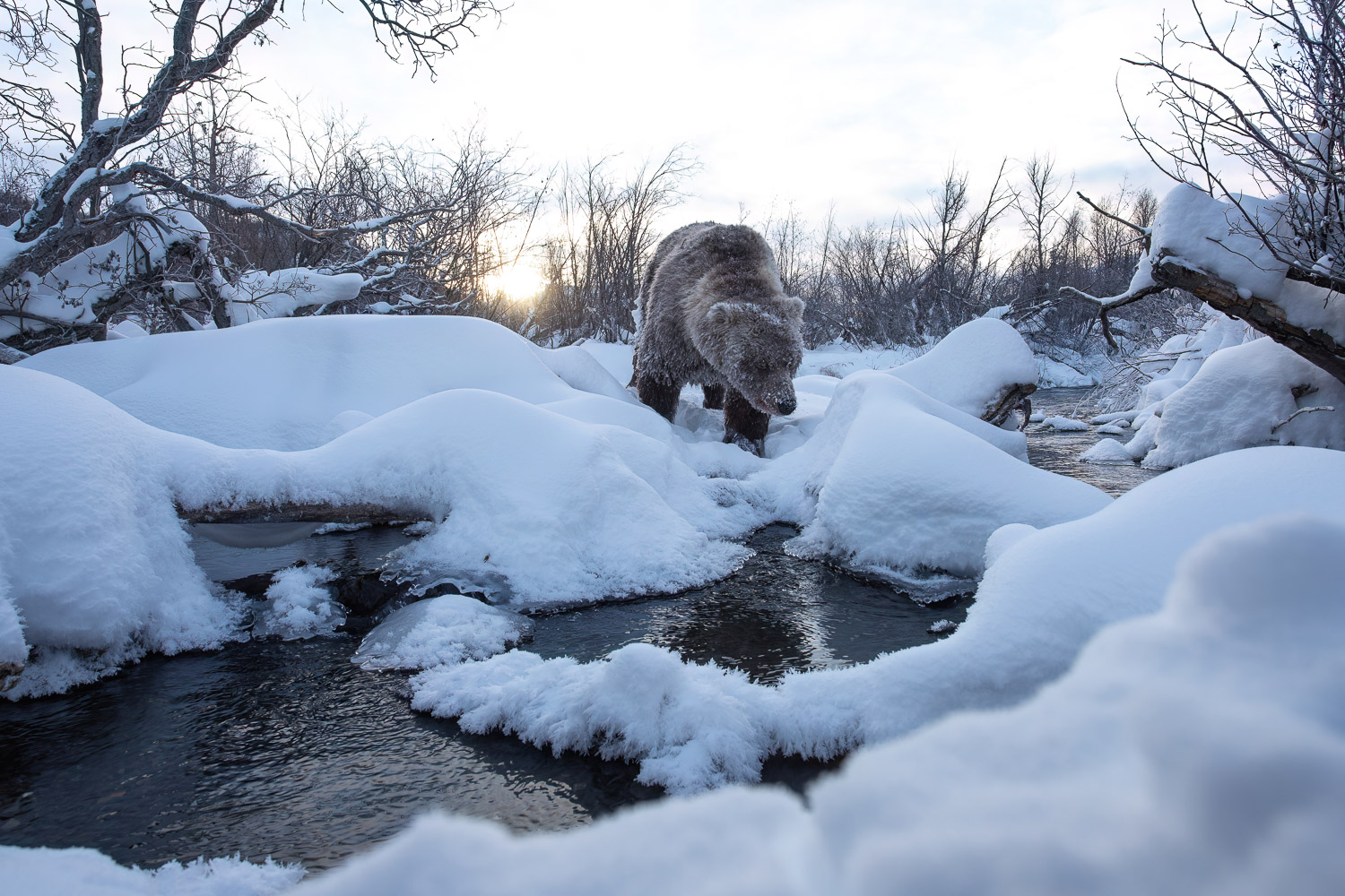 After a snowy night, a grizzly bear is walking by the creek