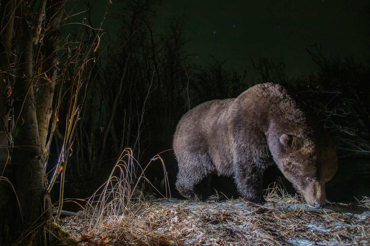 A grizzly bear with a fint northren light in the background